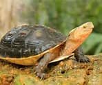 yellow turtle.jpg
