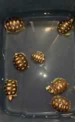 IMG_3245.jpeg