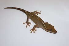 IMG_2797.JPG