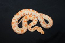 Albino3Male.jpg