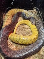 CB23 Yellowtail litter, dame.jpg