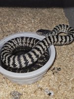 Yunan king rat 8-29-24.jpg