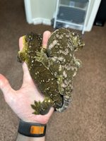 IMG_6539.jpeg