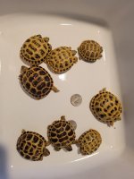 RESIZED FOR FAUNA.jpg RESIZED FOR FAUNA.jpg