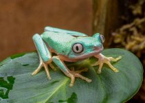 lemur frog juvenile for the net.jpg