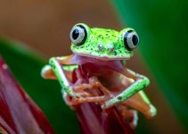 Lemur frog, endangered leaf frog bred in captivity for the net.jpg