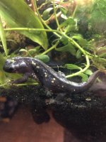 IMG_4226.jpeg