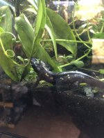 IMG_4225.jpeg