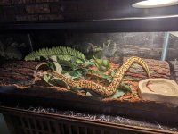 snake2.jpg