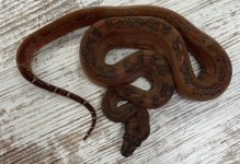 IMG_5285.jpeg