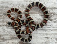 IMG_5287.jpeg