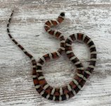 IMG_5289.jpeg