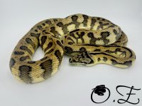 IMG_8158 Large.jpeg