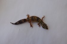 DSC01587.JPG