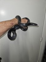 black milk male 9-9-2024.jpg