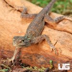 ug_Baby_Red_Headed_Agama_4.jpg