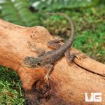 ug_Baby_Red_Headed_Agama_3.jpg
