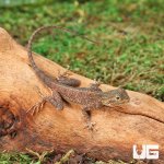 ug_Baby_Red_Headed_Agama_2.jpg