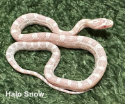 Snow.png