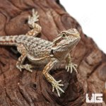 ug_Juvenile_Dunner_Bearded_Dragon_3.jpg