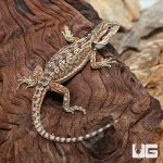 ug_Juvenile_Dunner_Bearded_Dragon_2.jpg