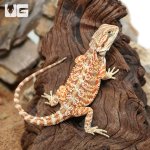 ug_Hypo_Inferno_Bearded_Dragon_2.jpg