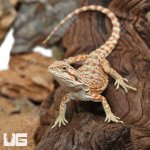 ug_Hypo_Inferno_Bearded_Dragon_1.jpg
