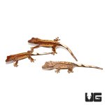 ug_baby_premium_pinstripe_crested_gecko_4.jpg