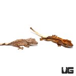 ug_baby_premium_pinstripe_crested_gecko_3.jpg