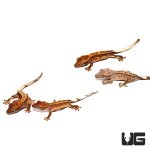 ug_baby_premium_pinstripe_crested_gecko_2.jpg