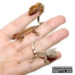 ug_baby_premium_pinstripe_crested_gecko_1.jpg