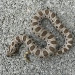 IMG_0329.jpeg