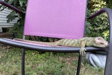 IMG_4293.jpeg