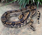2021 female longicauda photo 1.jpg