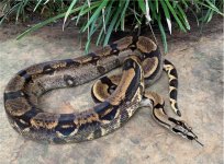2021 female longicauda photo 2.jpg