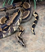 2021 female longicauda photo 3.jpg