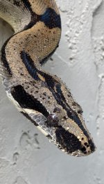2021 female longicauda closeup.jpg