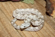 FSMWashingtonHypoGrey9-14-24.01.JPG