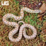 ug_Hypo_Poss_Ery_or_Hyperaxanthic_Kingsnake_5.jpg