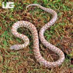 ug_Hypo_Poss_Ery_or_Hyperaxanthic_Kingsnake_4.jpg