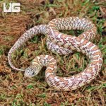 ug_Hypo_Poss_Ery_or_Hyperaxanthic_Kingsnake_3.jpg