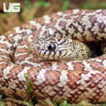 ug_Hypo_Poss_Ery_or_Hyperaxanthic_Kingsnake_2.jpg