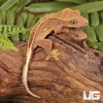 ug_Pinstripe_Lilly_White_Crested_Gecko_5.jpg
