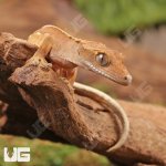ug_Pinstripe_Lilly_White_Crested_Gecko_4.jpg