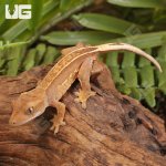 ug_Pinstripe_Lilly_White_Crested_Gecko_3.jpg