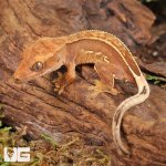 ug_Pinstripe_Lilly_White_Crested_Gecko_2.jpg