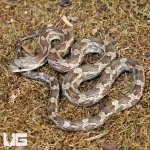 ug_Baby_Texas_Ratsnake_4.jpg