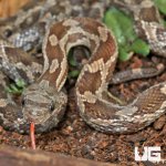 ug_Baby_Texas_Ratsnake_5.jpg