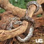 ug_Baby_Texas_Ratsnake_3.jpg
