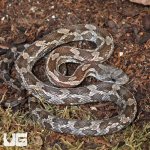 ug_Baby_Texas_Ratsnake_2.jpg